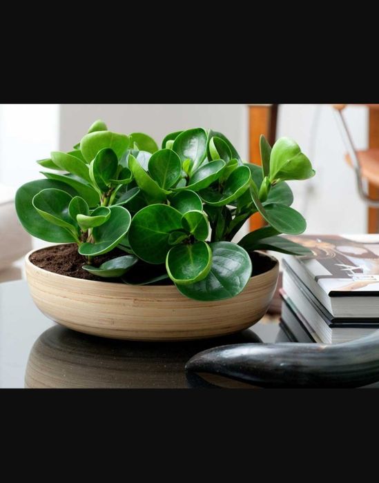 пеперомія,кімнатна рослина