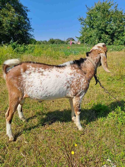Козел нубійський , молодий . Продаж ,злучка,