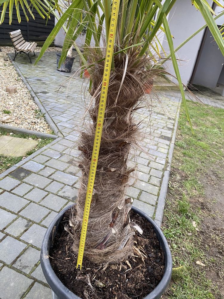 Palmy Trychacarpus Fortunei Mrozoodporna