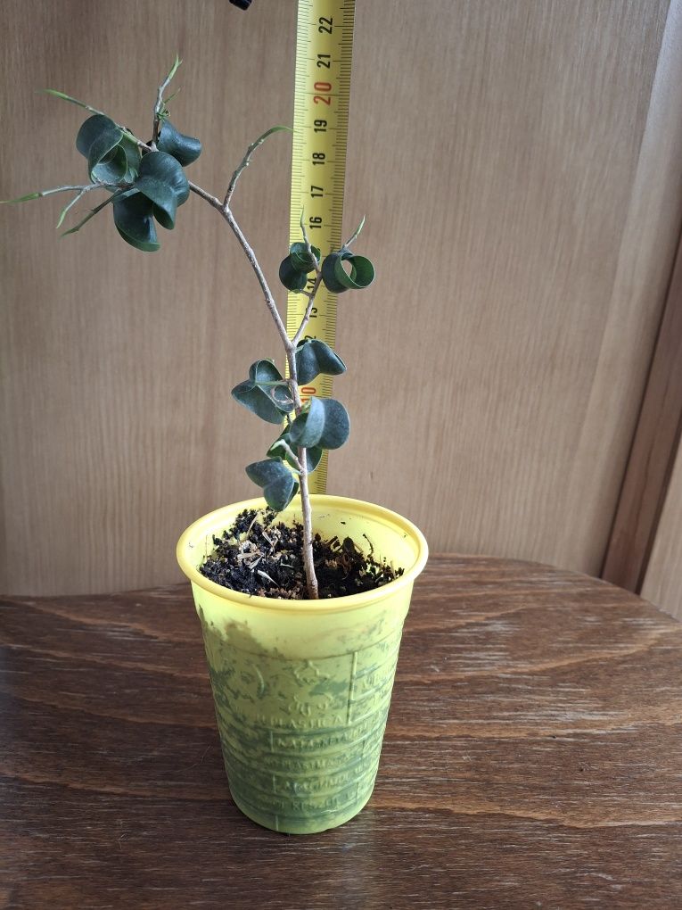 Fikus ficus Benjamina Barok ,Fikus Audrey
