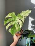 Monstera Mint 30 cm