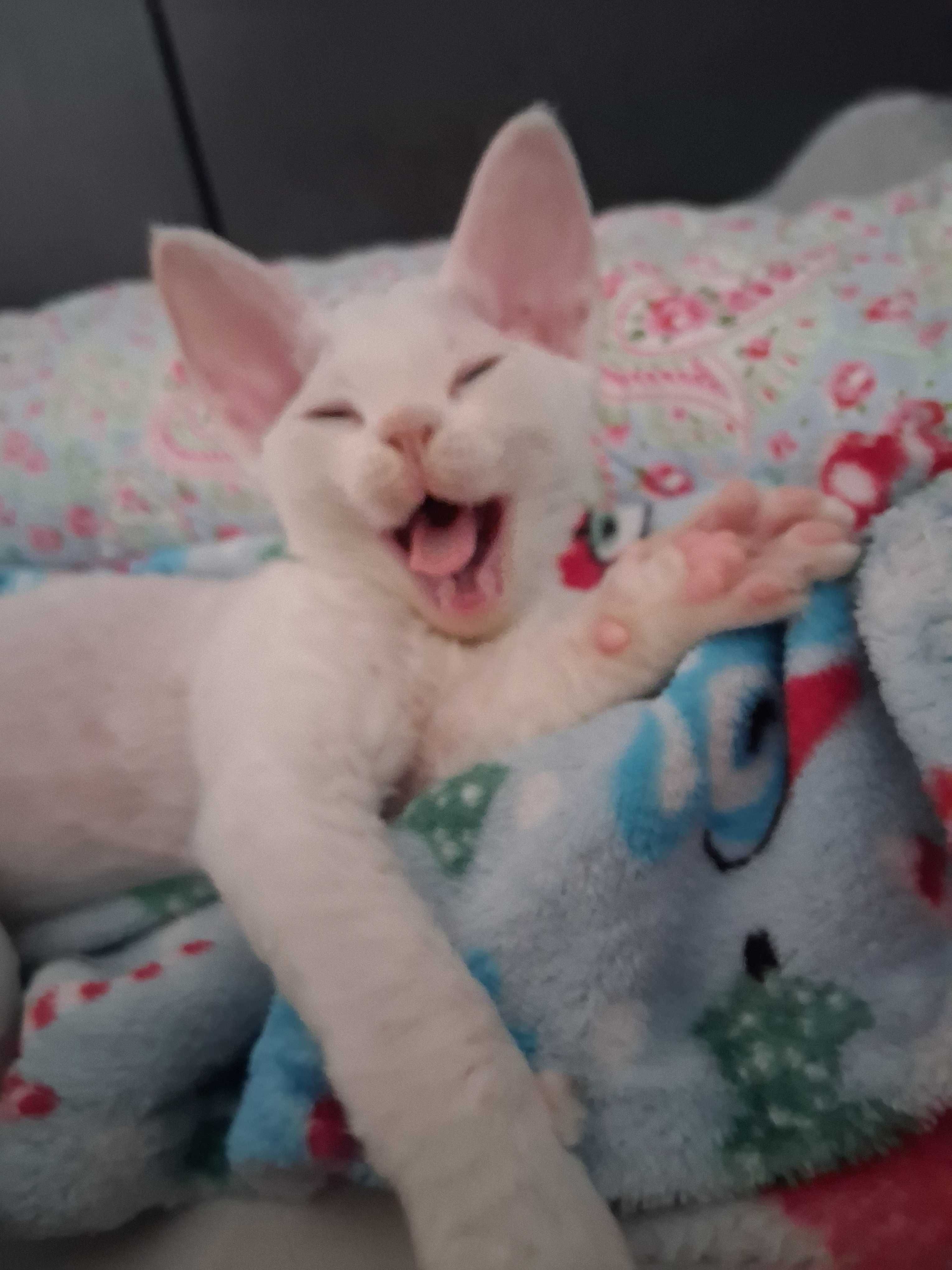 Devon rex, biała koteczka, super charakter, FPL