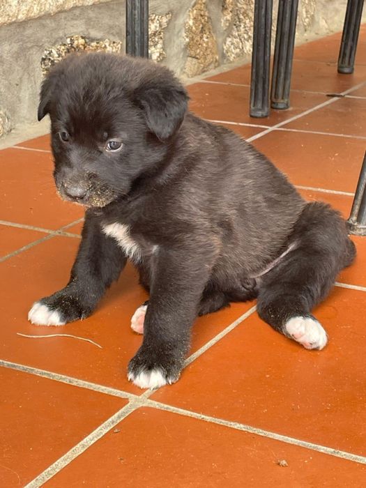 Cadelas para adoção responsável