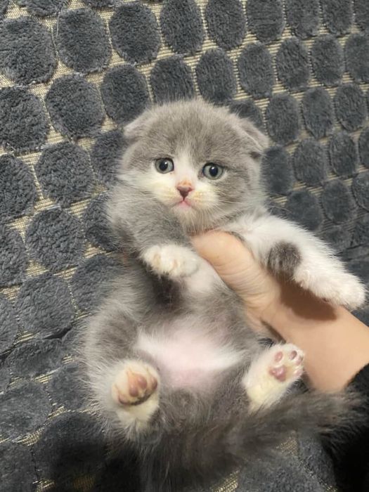 Шотландська кішечка