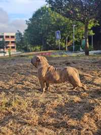 Mácho American bully