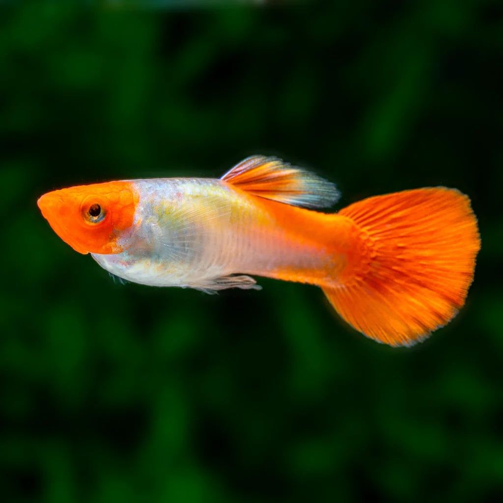 Guppys Panda e Koi platinum Kohaku puros