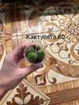 Епіпрепнум, філодендрон, фікус, шлюмбергера