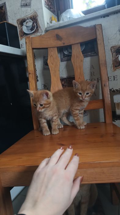 Oddam koty w dobre ręce