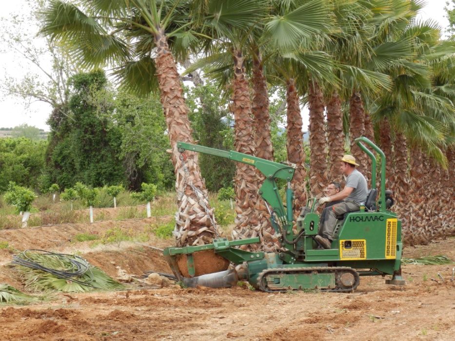 Palmeiras Washingtonia robusta de 1 a 10 metros de tronco XL