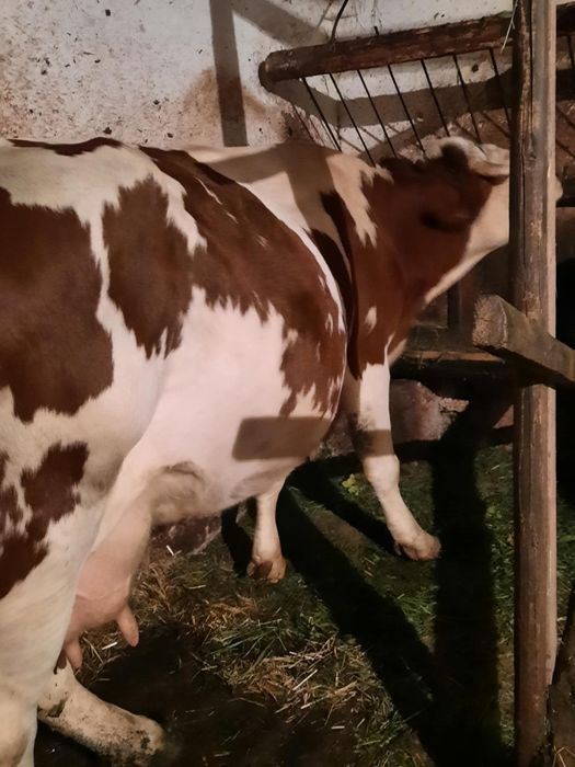 Sprzedam krowę mleczną