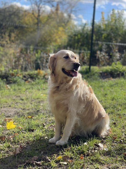 Золотистий ретрівер з документами