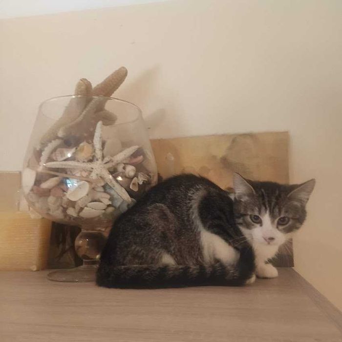 Przecudny Munio do adopcji