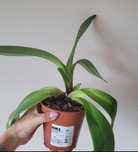 Storczyk Sabotek Phaphiopedilum Americana