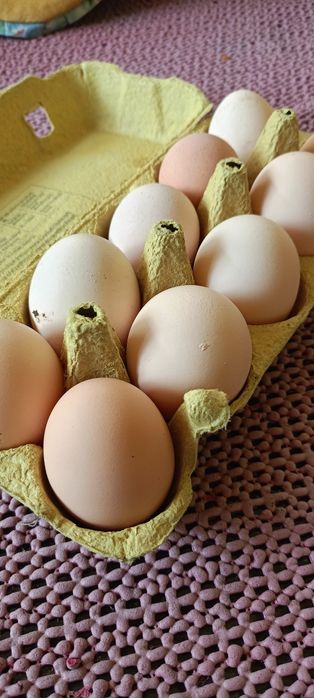 Jajka domowe  naturalne