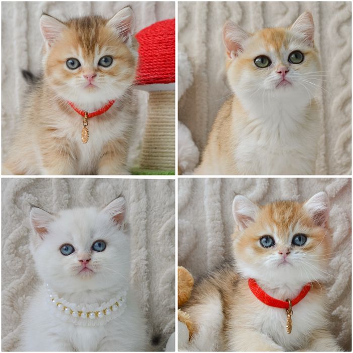 Розкішні пухнастики