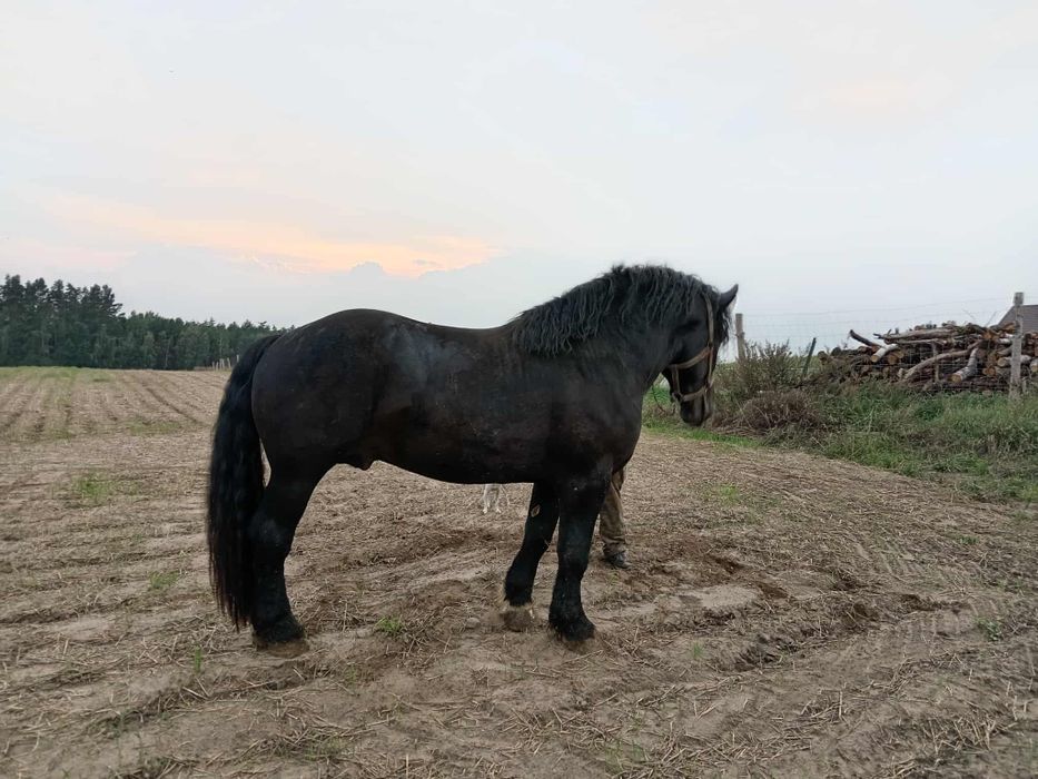 Sprzedam ogiera karego