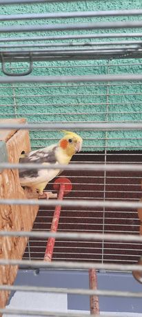 Papugi Nimfy parka z klatką i budką lęgową