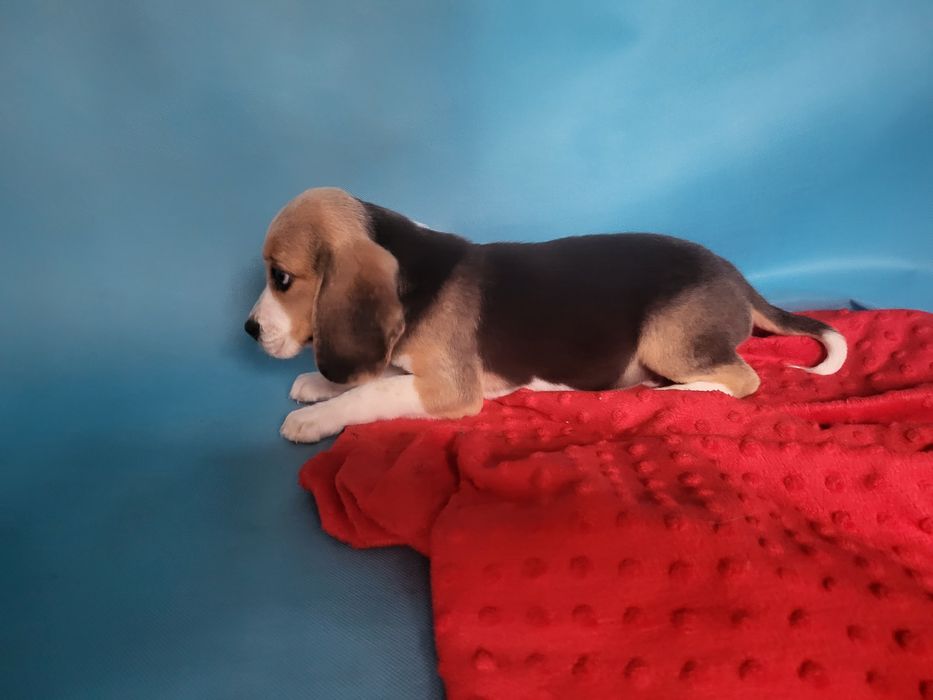 Beagle piesek sprzedam