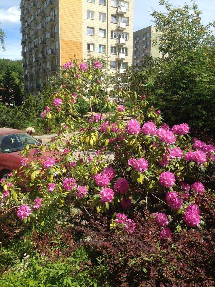 Sopot Trójmiasto apartament kawalerka z widokiem na morze