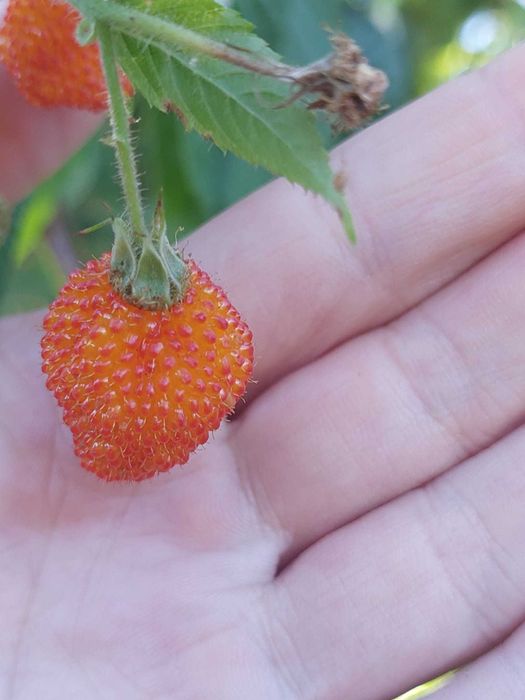 Rubus Sumatranus