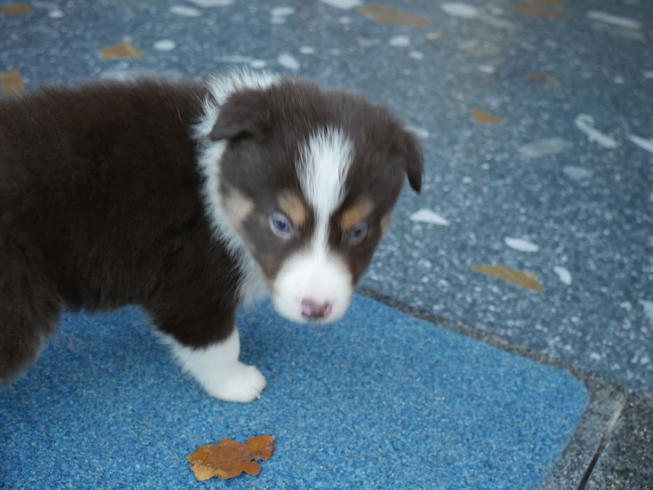 Border Collie  - piesek