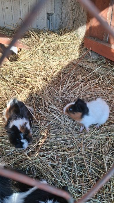 Świnka morska Kawia domowa