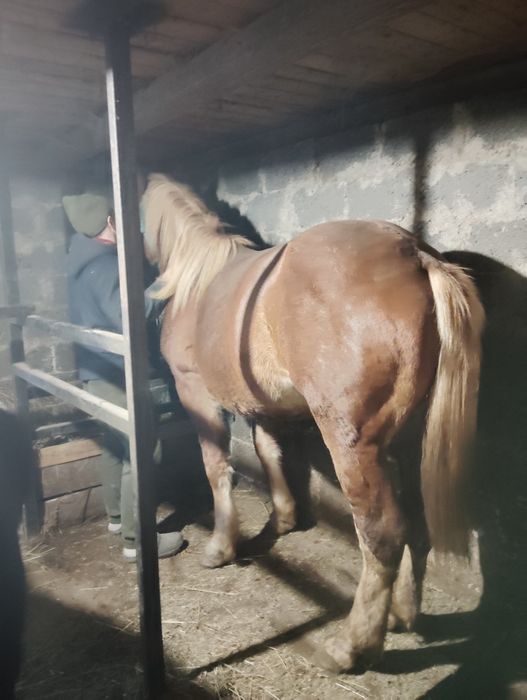 Продам жеребця по великих конях