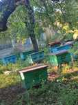 Продам вулики з бджолами, самовивіз з Курицине Донецька область