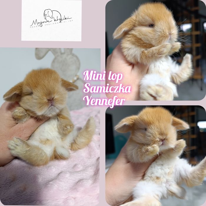 Królik króliczek mini lop hodowla zarejestrowana