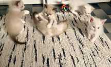 Gatos para adoção responsável