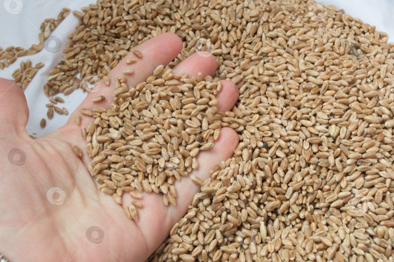 Продам  пшеницу, овёс, ячмень