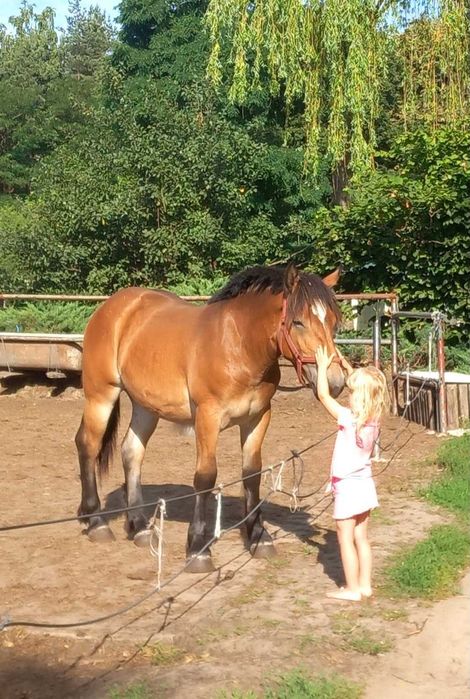 Młoda źrebica/klacz PKZ koń zimnokrwisty