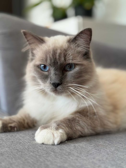 kot ragdoll kocur felinoterapia rodowód FPL