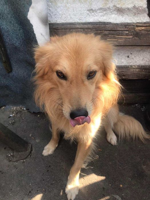 Собаки в добрі руки