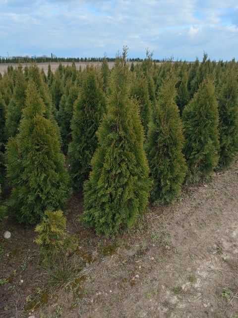 Thuja szmaragd 120 plus