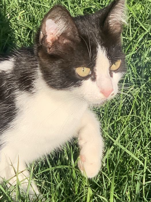 Котик  6 місяці віддам в добрі руки(безкоштовно) Привезу