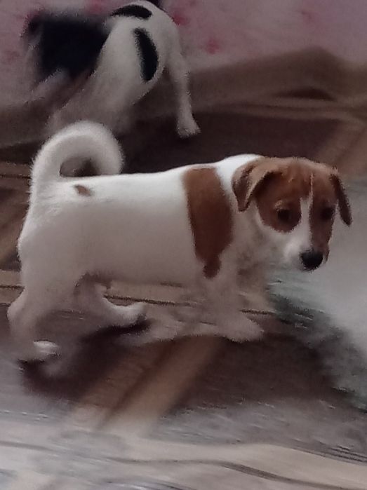 Цуценя Джек Рассел