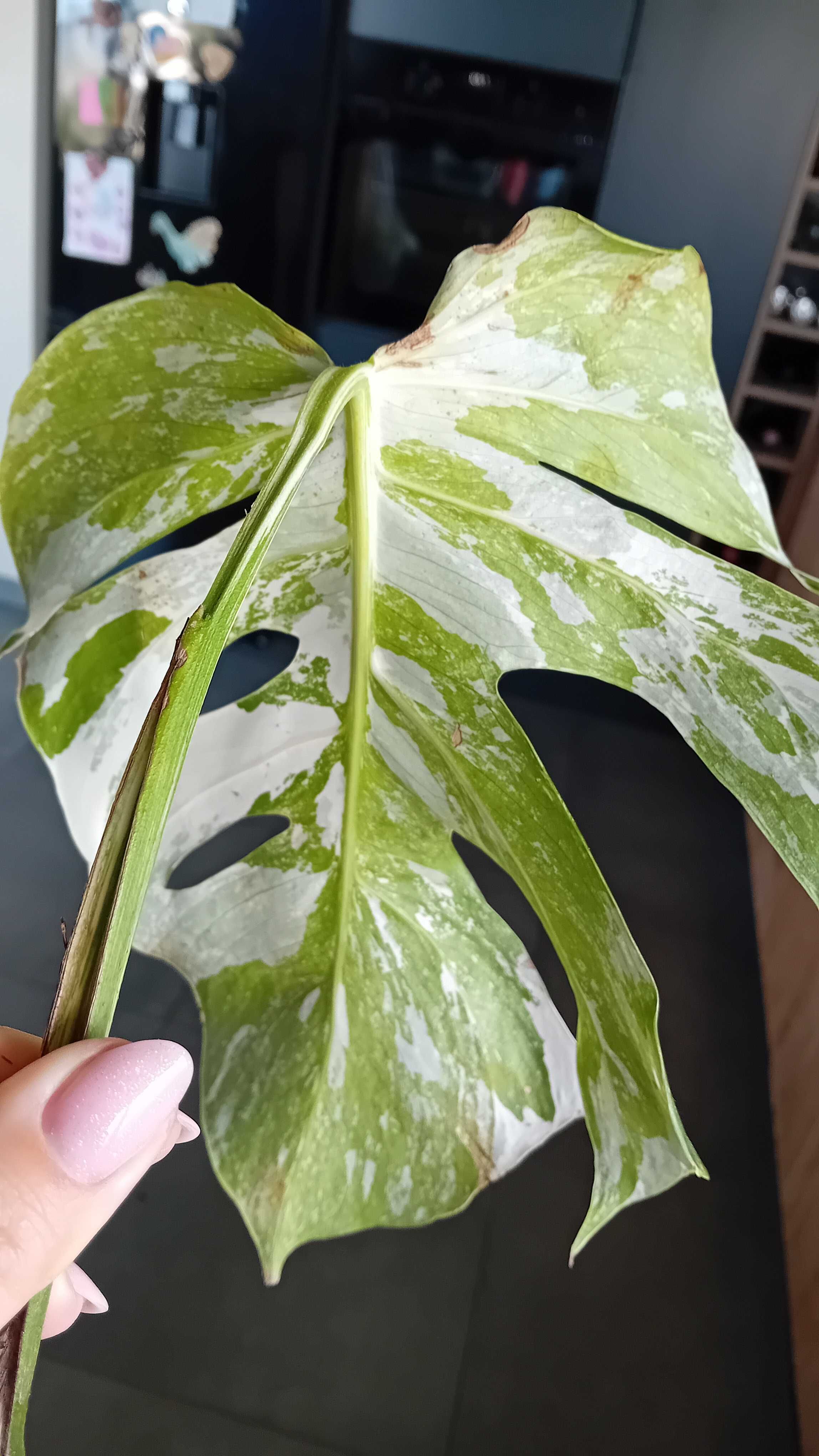 Monstera variegata kolekcjonerska marmurek szczepka