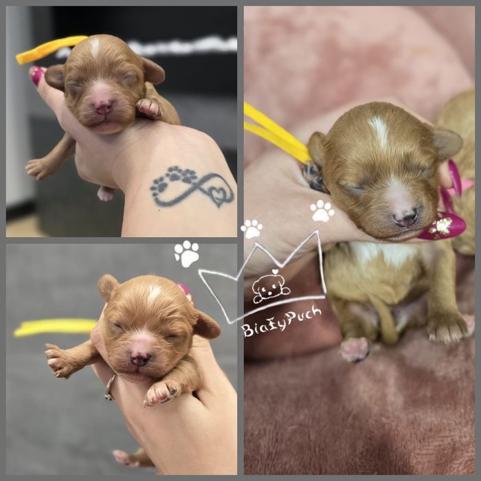 Mini cavapoo OSTATNIA sunia cavadoodle XS pudel toy  red badania paszp