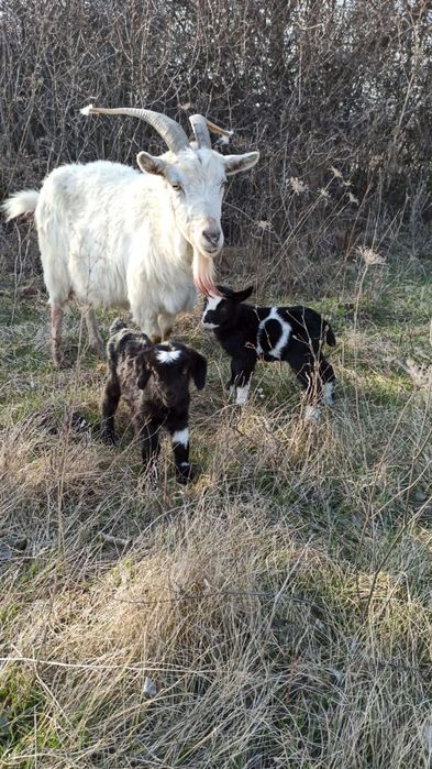 Козлята старше месяца