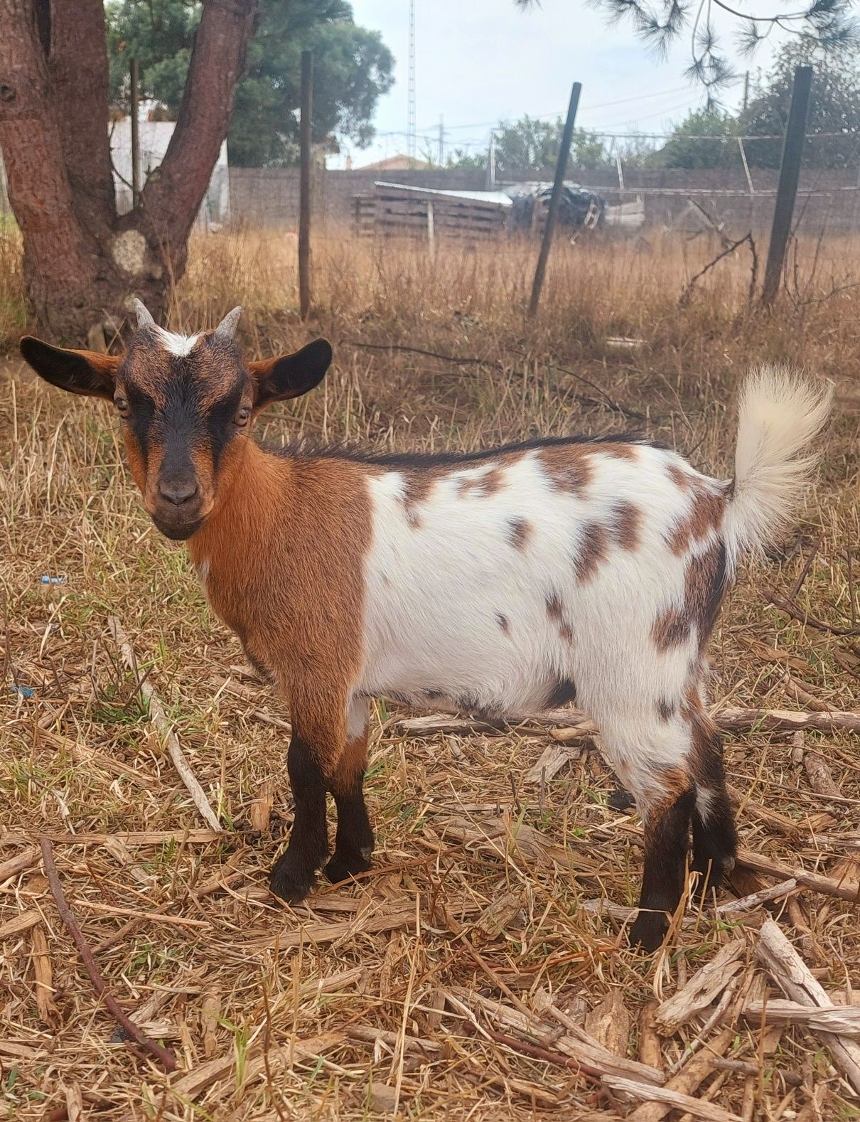 Cabrinha Anã, fêmea, com cerca de 5 meses