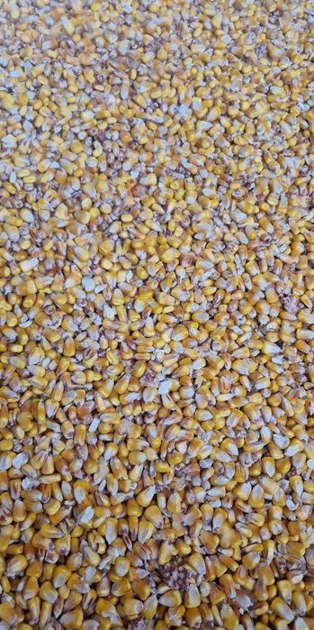 Kukurydza  sucha