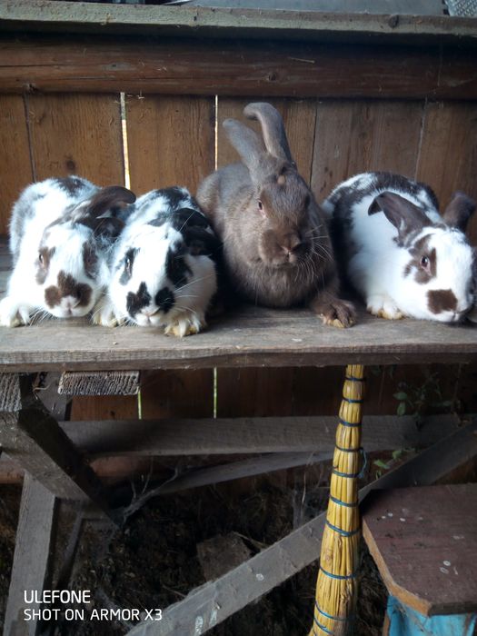 Кролики продаю кроликів