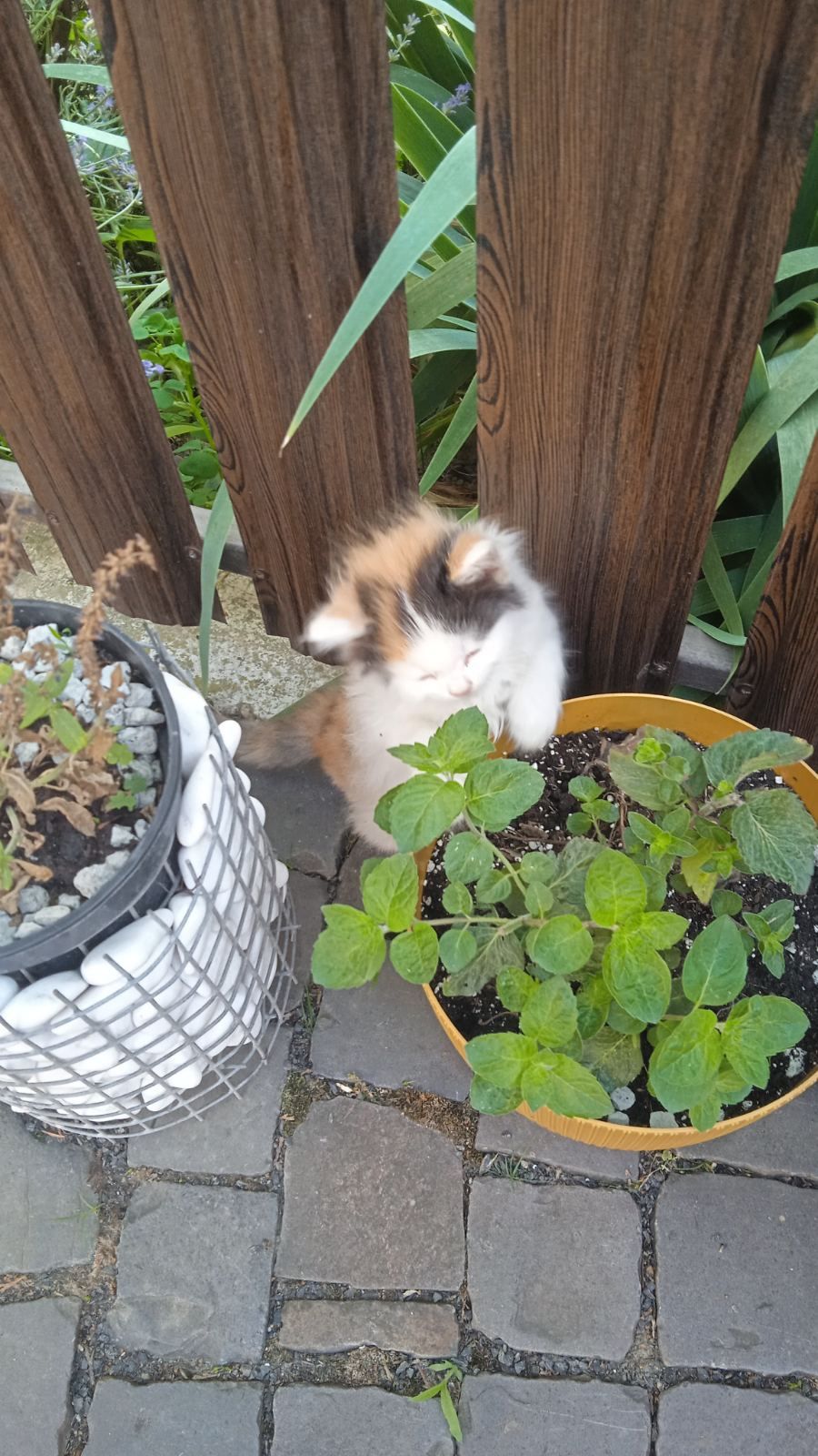 КОТЯТА Віддам в хороші руки