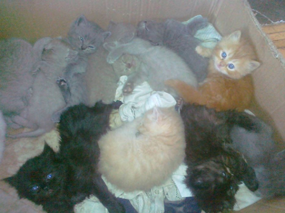 Śliczne kotki oddam w dobre rece