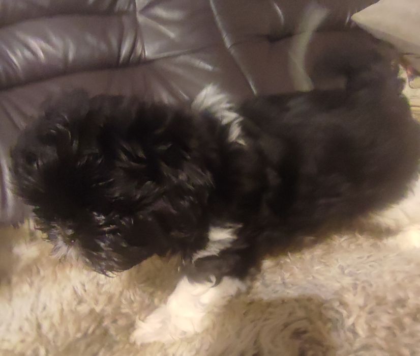 Shihtzu czarno biały piesek