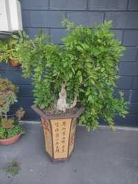 Bonsai Glicínia (wisteria)