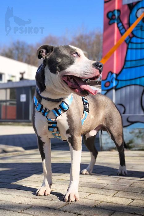 Pies Nr 32/25 LIMO PsiKot Schronisko Chorzów TOZ