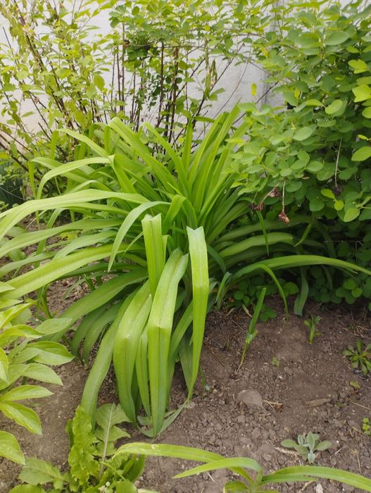 Продам большие кусты Лилии и мелисы