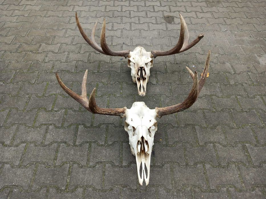 Poroże, Łoś, Rogi, Rosochy, Wieniec